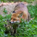 Rotfuchs (Vulpes vulpes) mit Jungen
