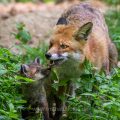 Rotfuchs (Vulpes vulpes) mit Jungen