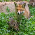 Rotfuchs (Vulpes vulpes) mit Jungen