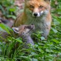 Rotfuchs (Vulpes vulpes) mit Jungen