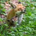 Rotfuchs (Vulpes vulpes) mit Jungen