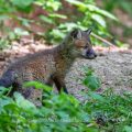 Rotfuchs (Vulpes vulpes) Junger