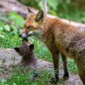 Rotfuchs (Vulpes vulpes) mit Jungen