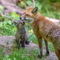 Rotfuchs (Vulpes vulpes) mit Jungen