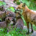 Rotfuchs (Vulpes vulpes) mit Jungen