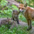 Rotfuchs (Vulpes vulpes) mit Jungen