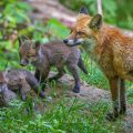 Rotfuchs (Vulpes vulpes) mit Jungen