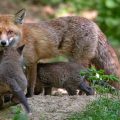 Rotfuchs (Vulpes vulpes) mit Jungen