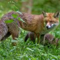 Rotfuchs (Vulpes vulpes) mit Jungen