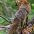 Rotfuchs (Vulpes vulpes)
