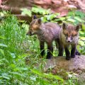 Rotfuchs (Vulpes vulpes), Jungfüchse
