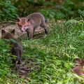 Rotfuchs (Vulpes vulpes), Jungfüchse