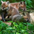 Rotfuchs (Vulpes vulpes), Jungfüchse