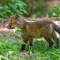 Rotfuchs (Vulpes vulpes), Jungfuchs
