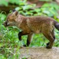 Rotfuchs (Vulpes vulpes), Jungfuchs