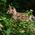 Rotfuchs (Vulpes vulpes), Jungfuchs