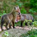 Rotfuchs (Vulpes vulpes), Jungfüchse