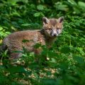 Rotfuchs (Vulpes vulpes), Jungfuchs