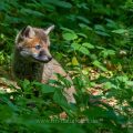Rotfuchs (Vulpes vulpes), Jungfuchs