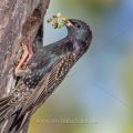 Star (Sturnus vulgaris) an seiner Höhle mit Futter