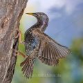 Star (Sturnus vulgaris) fliegt seine Höhle an