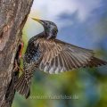 Star (Sturnus vulgaris) fliegt seine Höhle an