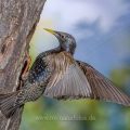 Star (Sturnus vulgaris) fliegt seine Höhle an