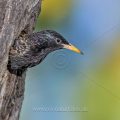 Star (Sturnus vulgaris) an seiner Höhle