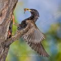 Star (Sturnus vulgaris) fliegt seine Höhle an