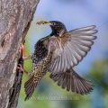 Star (Sturnus vulgaris) fliegt seine Höhle an