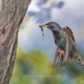Star (Sturnus vulgaris) fliegt seine Höhle an