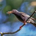 Star (Sturnus vulgaris) mit Futter für den Nachwuchs