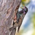 Star (Sturnus vulgaris) an seiner Höhle