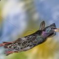 Star (Sturnus vulgaris) beim Abflug von der Höhle