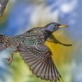 Star (Sturnus vulgaris) beim Abflug von der Höhle