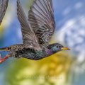 Star (Sturnus vulgaris) beim Abflug von der Höhle