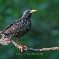 Star (Sturnus vulgaris)