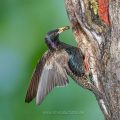 Star (Sturnus vulgaris) fliegt seine Höhle an