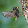 Star (Sturnus vulgaris) fliegt seine Höhle an