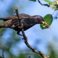 Star (Sturnus vulgaris) mit Futter für den Nachwuchs