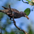 Star (Sturnus vulgaris) mit Futter für den Nachwuchs