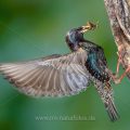 Star (Sturnus vulgaris) fliegt seine Höhle an
