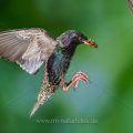Star (Sturnus vulgaris) fliegt seine Höhle an