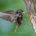 Star (Sturnus vulgaris) fliegt seine Höhle an