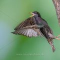Star (Sturnus vulgaris) beim Abflug von der Höhle