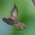 Star (Sturnus vulgaris) beim Abflug von der Höhle
