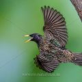 Star (Sturnus vulgaris) beim Abflug von der Höhle