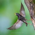 Star (Sturnus vulgaris) beim Abflug von der Höhle