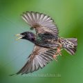 Star (Sturnus vulgaris) beim Abflug von der Höhle
