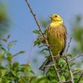 Goldammer (Emberiza citrinella) Männchen